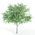 Tall and Graceful: 8.4m and 9.6m Magnolia Trees 3D model small image 4