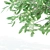 Tall and Graceful: 8.4m and 9.6m Magnolia Trees 3D model small image 5