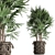 Exotic Raphis Palm: Indoor and Outdoor Decor 3D model small image 1