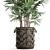 Exotic Raphis Palm: Indoor and Outdoor Decor 3D model small image 2