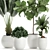 Exotic Plant Collection for Indoor and Outdoor Spaces 3D model small image 3