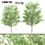 Twin Alnus Trees 17m & 18m 3D model small image 1