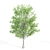 Twin Alnus Trees 17m & 18m 3D model small image 3