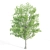 Twin Alnus Trees 17m & 18m 3D model small image 4