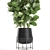 Exotic Ficus Lyrata Plant Collection 3D model small image 2