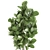 Exotic Ficus Lyrata Plant Collection 3D model small image 3