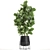 Exotic Ficus Lyrata Plant Collection 3D model small image 4