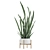 Sleek and Stylish Sansevieria 2 3D model small image 2