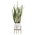 Sleek and Stylish Sansevieria 2 3D model small image 3