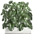 Exotic Monstera Plant Collection 3D model small image 1