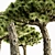  Majestic Dracaena Tree: 5 Varieties, Heights up to 7m 3D model small image 3