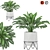Premium Aglaonema commutatum 3D model small image 1