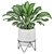 Premium Aglaonema commutatum 3D model small image 3