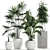 Exotic Plant Collection: Banana Palm, Ravenala, Strelitzia 3D model small image 1