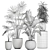 Exotic Plant Collection: Banana Palm, Ravenala, Strelitzia 3D model small image 5