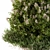 Wild Grass Outdoor Plant - Baccharis Pilularis 47 3D model small image 2