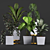 Tropical Plant Collection: Philodendron, Monstera, Ficus, Dieffenbachia & Banana 3D model small image 1