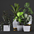 Tropical Plant Collection: Philodendron, Monstera, Ficus, Dieffenbachia & Banana 3D model small image 4