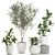 Exotic Plant Collection: Indoor & Outdoor Greenery 3D model small image 1