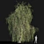 Tall Willow Tree (9.8m) 3D model small image 1