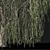 Tall Willow Tree (9.8m) 3D model small image 3