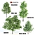 Premium Tree Set: Black Birch, Ash, Silky Oak, Sorrel | Height: 8.4M-11M 3D model small image 1