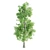 Premium Tree Set: Black Birch, Ash, Silky Oak, Sorrel | Height: 8.4M-11M 3D model small image 3