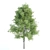 Premium Tree Set: Black Birch, Ash, Silky Oak, Sorrel | Height: 8.4M-11M 3D model small image 4