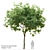  Majestic American Beech Tree 3D model small image 1