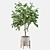 Elegant Ficus Benjamina Tree 3D model small image 2