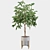 Elegant Ficus Benjamina Tree 3D model small image 3
