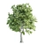 Duo Linden Trees: Tranquil Scene 3D model small image 3