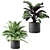 Exquisite Calathea Collection: Fasciata, Beauty Star, Freddie, Cora 3D model small image 2