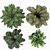 Exquisite Calathea Collection: Fasciata, Beauty Star, Freddie, Cora 3D model small image 4