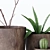 Indoor Greenery: Dynamic Composition 3D model small image 6