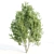 Diverse 4 Tree Set: Eucalyptus, Laurus, Palm, Pine 3D model small image 4