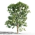 Tall Ash Tree: 11.65m Height 3D model small image 1