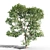 Tall Ash Tree: 11.65m Height 3D model small image 2