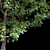 Tall Ash Tree: 11.65m Height 3D model small image 3