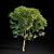 Tall Ash Tree | 8.7m Height 3D model small image 2