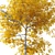 Autumn Aspen Trees: 8-10m Height 3D model small image 2