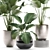 Exotic Plant Collection: Calathea, Banana Palm, Ravenala, and Strelitzia 3D model small image 2