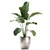 Exotic Plant Collection: Calathea, Banana Palm, Ravenala, and Strelitzia 3D model small image 4