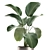 Exotic Plant Collection: Calathea, Ravenala, Strelitzia 3D model small image 3