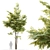 Towering Ash Tree - 6m Height 3D model small image 1