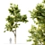 Tall and Majestic Ash Tree 3D model small image 1