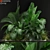 Botanical Bliss: 357 Plant Collection 3D model small image 1