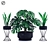 Exquisite Monstera & Sansevieria Collection 3D model small image 1