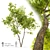 Tall and Majestic Ash Tree 3D model small image 1