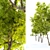 Tall and Majestic Ash Tree 3D model small image 2